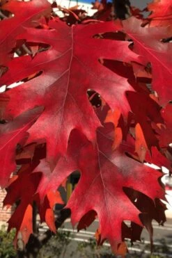 Northern Red Oak Tree (Quercus Rubra) - 1 Gallon Pot 11 Northern Red Oak Tree (Quercus Rubra) - 1 Gallon Pot -Botanica Tree Store quercus rubra northern red oak tree 3