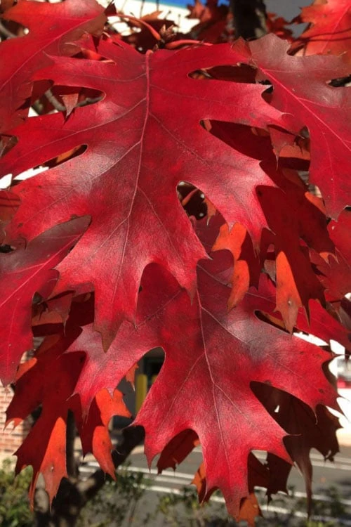 Northern Red Oak Tree (Quercus Rubra) - 1 Gallon Pot 4 Northern Red Oak Tree (Quercus Rubra) - 1 Gallon Pot - Image 4