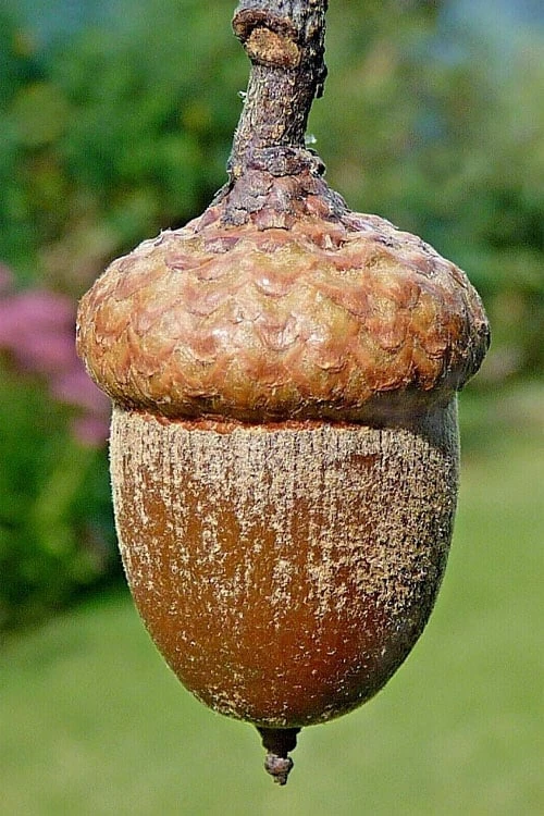 Northern Red Oak Tree (Quercus Rubra) - 1 Gallon Pot 6 Northern Red Oak Tree (Quercus Rubra) - 1 Gallon Pot - Image 6