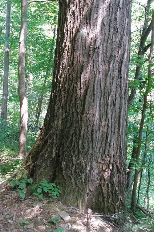 Northern Red Oak Tree (Quercus Rubra) - 1 Gallon Pot 7 Northern Red Oak Tree (Quercus Rubra) - 1 Gallon Pot - Image 7