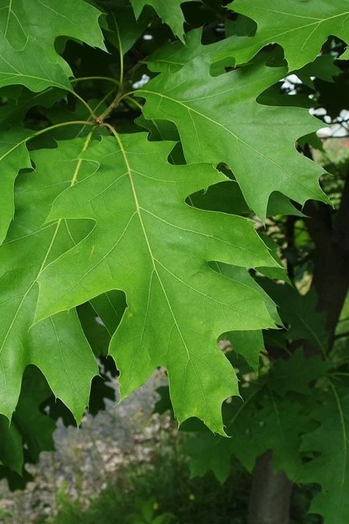 Northern Red Oak Tree (Quercus Rubra) - 1 Gallon Pot 8 Northern Red Oak Tree (Quercus Rubra) - 1 Gallon Pot - Image 8