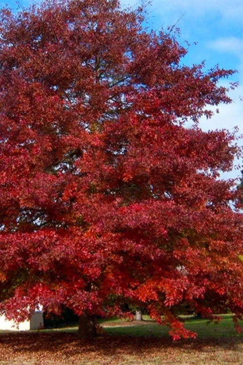 Northern Red Oak Tree (Quercus Rubra) - 1 Gallon Pot 1 Northern Red Oak Tree (Quercus Rubra) - 1 Gallon Pot