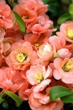 Cameo Flowering Quince - 1 Gallon Pot -Botanica Tree Store quince cameo bloom 1