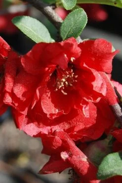 Iwai Nishiki Red Flowering Quince - 3 Gallon Pot -Botanica Tree Store quince iwai nishiki