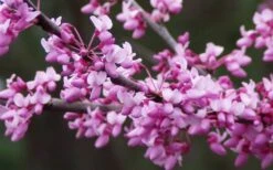 Eastern Redbud - 2 Gallon Pot -Botanica Tree Store redbud Eastern Tree Flowers