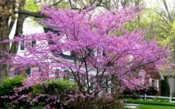 Eastern Redbud - 2 Gallon Pot -Botanica Tree Store redbud Eastern Tree In Bloom