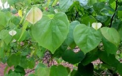 Eastern Redbud - 1 Gallon Pot 10 Eastern Redbud - 1 Gallon Pot -Botanica Tree Store redbud Eastern Tree Leaves Foliage 1