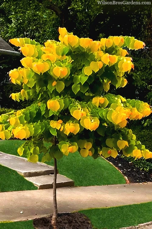 The Rising Sun Redbud Tree - 3 Gallon Pot 4 The Rising Sun Redbud Tree - 3 Gallon Pot - Image 4