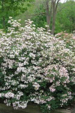 Coastal Azalea (Rhododendron Atlanticum) - 1 Gallon Pot -Botanica Tree Store rhododendron atlanticum coastal azalea 1