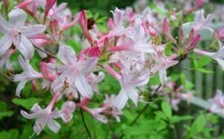 Coastal Azalea (Rhododendron Atlanticum) - 1 Gallon Pot -Botanica Tree Store rhododendron atlanticum coastal azalea 7