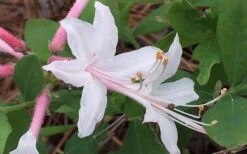 Coastal Azalea (Rhododendron Atlanticum) - 1 Gallon Pot -Botanica Tree Store rhododendron atlanticum coastal azalea 8