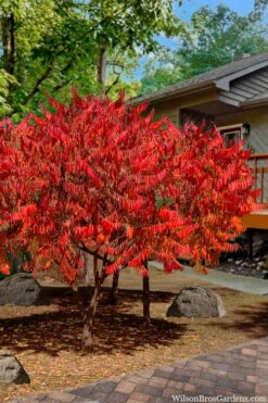 Staghorn Sumac (Rhus Typhina) - 3 Gallon Pot -Botanica Tree Store rhus typhina staghorn sumac 10 1