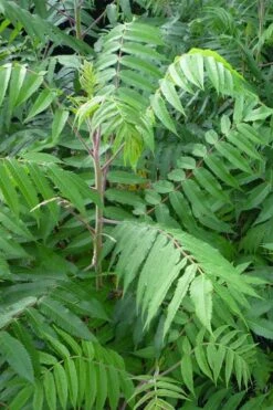 Staghorn Sumac (Rhus Typhina) - 3 Gallon Pot -Botanica Tree Store rhus typhina staghorn sumac 3 1