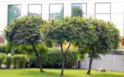 Staghorn Sumac (Rhus Typhina) - 1 Gallon Pot -Botanica Tree Store rhus typhina staghorn sumac 5