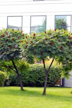 Staghorn Sumac (Rhus Typhina) - 3 Gallon Pot -Botanica Tree Store rhus typhina staghorn sumac 7 1