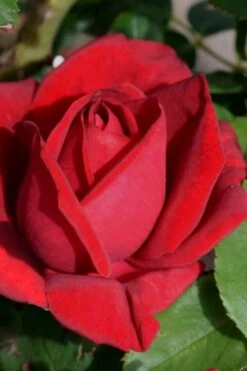 Easy Elegance Kashmir Rose - 7 Gallon Pot -Botanica Tree Store rose easy elegance kasmhir 1 1