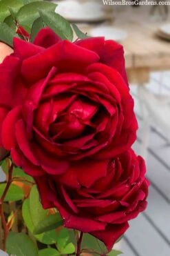 Easy Elegance Kashmir Rose - 3 Gallon Pot -Botanica Tree Store rose easy elegance kasmhir 2