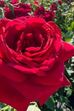 Easy Elegance Kashmir Rose - 3 Gallon Pot -Botanica Tree Store rose easy elegance kasmhir 3