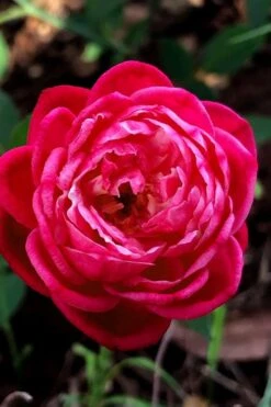 Louis Phillippe Rose - 3 Gallon Pot