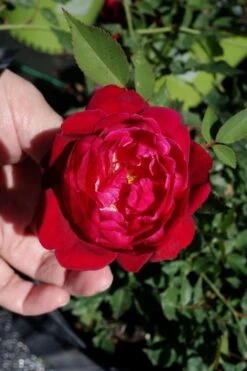 Louis Phillippe Rose - 3 Gallon Pot -Botanica Tree Store rose louise phillippe 23