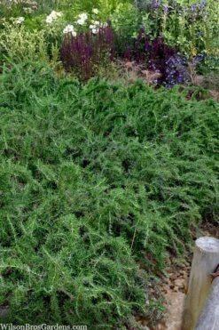 Blue Lagoon Rosemary - 5 Pack Of Quart Pots 10 Blue Lagoon Rosemary - 5 Pack Of Quart Pots -Botanica Tree Store rosmarinus officinalis blue lagoon rosemary 2 1