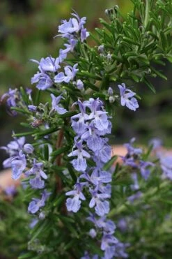 Blue Lagoon Rosemary - 5 Pack Of Quart Pots 11 Blue Lagoon Rosemary - 5 Pack Of Quart Pots -Botanica Tree Store rosmarinus officinalis blue lagoon rosemary 3 1