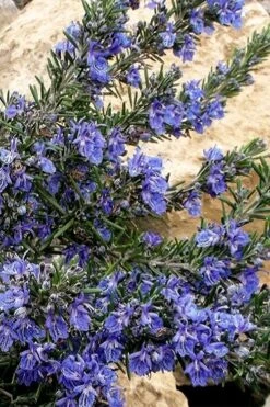 Blue Lagoon Rosemary - 5 Pack Of Quart Pots 9 Blue Lagoon Rosemary - 5 Pack Of Quart Pots -Botanica Tree Store rosmarinus officinalis blue lagoon rosemary 5 1