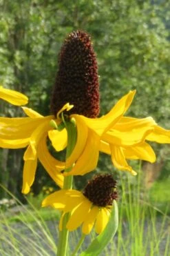 Great Coneflower (Rudbeckia Maxima ) - 1 Gallon Pot -Botanica Tree Store rudbeckia maxima great coneflower 13