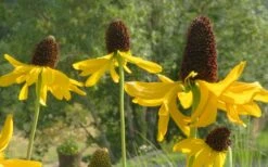 Great Coneflower (Rudbeckia Maxima ) - 1 Gallon Pot -Botanica Tree Store rudbeckia maxima great coneflower 14