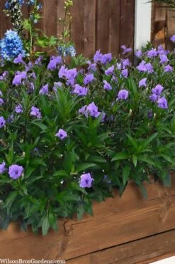 Mayan Compact Purple Mexican Petunia (Ruellia) - 5 Pack Quart Pots -Botanica Tree Store ruellia simplex mayan compact purple mexican petunia 4