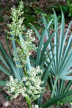 Blue Stem Dwarf Palmetto Palm (Sabal Minor) - 3 Gallon Pot -Botanica Tree Store sabal minor dwarf blue stem palmetto palm 1 1