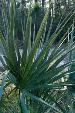 Blue Stem Dwarf Palmetto Palm (Sabal Minor) - 3 Gallon Pot -Botanica Tree Store sabal minor dwarf blue stem palmetto palm 3 1