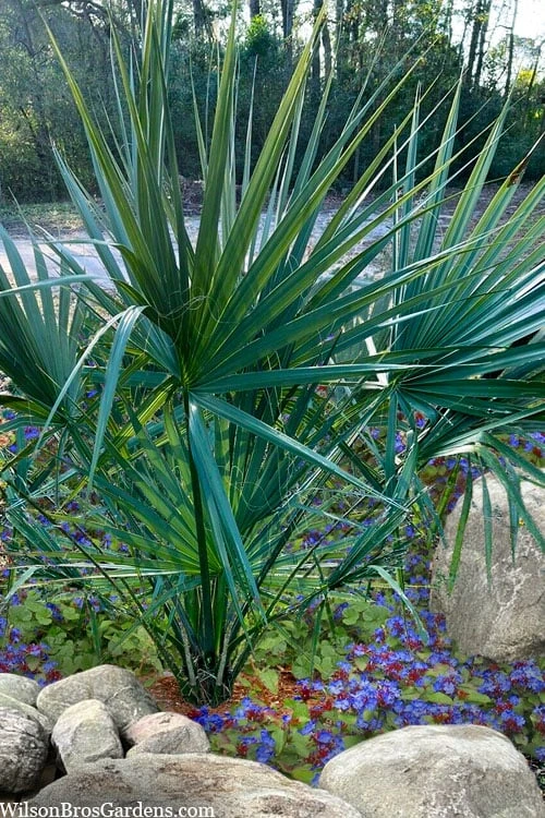 Blue Stem Dwarf Palmetto Palm (Sabal Minor) - 7 Gallon Pot 4 Blue Stem Dwarf Palmetto Palm (Sabal Minor) - 7 Gallon Pot - Image 4