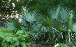 Blue Stem Dwarf Palmetto Palm (Sabal Minor) - 3 Gallon Pot -Botanica Tree Store sabal minor dwarf blue stem palmetto palm 6 1