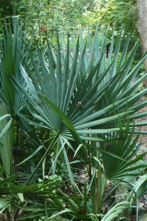 Blue Stem Dwarf Palmetto Palm (Sabal Minor) - 7 Gallon Pot 1 Blue Stem Dwarf Palmetto Palm (Sabal Minor) - 7 Gallon Pot
