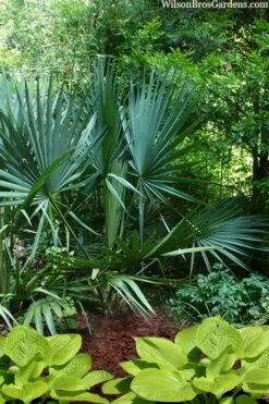 Blue Stem Dwarf Palmetto Palm (Sabal Minor) - 7 Gallon Pot 12 Blue Stem Dwarf Palmetto Palm (Sabal Minor) - 7 Gallon Pot -Botanica Tree Store sabal minor dwarf blue stem palmetto palm 8