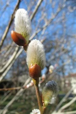 American Pussy Willow (Salix Discolor) - 3 Pack Of 1.5 Quart Pots -Botanica Tree Store salix bicolor pussy willow 10