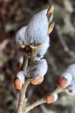 American Pussy Willow (Salix Discolor) - 3 Pack Of 1.5 Quart Pots -Botanica Tree Store salix discolor american pussy willow 3