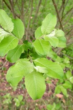 American Pussy Willow (Salix Discolor) - 3 Pack Of 1.5 Quart Pots -Botanica Tree Store salix discolor pussy willow 11