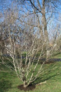 American Pussy Willow (Salix Discolor) - 3 Pack Of 1.5 Quart Pots -Botanica Tree Store salix discolor pussy willow 12