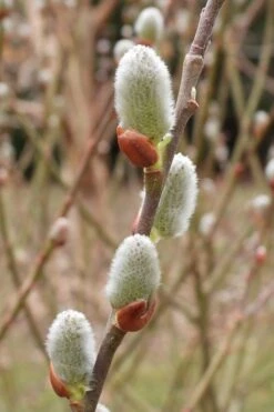 American Pussy Willow (Salix Discolor) - 3 Pack Of 1.5 Quart Pots