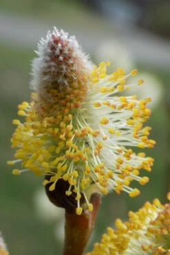American Pussy Willow (Salix Discolor) - 3 Pack Of 1.5 Quart Pots -Botanica Tree Store salix discolor pussy willow 7