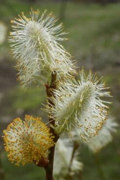 American Pussy Willow (Salix Discolor) - 3 Pack Of 1.5 Quart Pots -Botanica Tree Store salix discolor pussy willow 8
