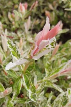 Flamingo Dappled Willow (Shrub Form) - 3 Gallon Pot 13 Flamingo Dappled Willow (Shrub Form) - 3 Gallon Pot -Botanica Tree Store salix integra flamingo dappled willow bush 3 1