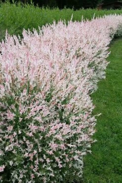 Flamingo Dappled Willow (Shrub Form) - 1 Gallon Pot 10 Flamingo Dappled Willow (Shrub Form) - 1 Gallon Pot -Botanica Tree Store salix integra flamingo dappled willow bush 4