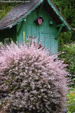 Flamingo Dappled Willow (Shrub Form) - 1 Gallon Pot