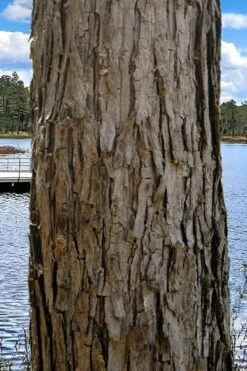 Black Willow Tree (Salix Nigra) - 3 Pack Of 1.5 Quart Pots 11 Black Willow Tree (Salix Nigra) - 3 Pack Of 1.5 Quart Pots -Botanica Tree Store salix nigra black willow tree 4