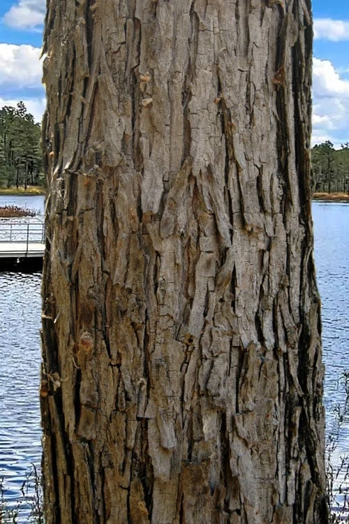 Black Willow Tree (Salix Nigra) - 3 Pack Of 1.5 Quart Pots 5 Black Willow Tree (Salix Nigra) - 3 Pack Of 1.5 Quart Pots - Image 5