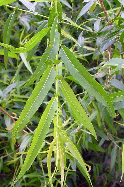 Black Willow Tree (Salix Nigra) - 3 Pack Of 1.5 Quart Pots 4 Black Willow Tree (Salix Nigra) - 3 Pack Of 1.5 Quart Pots - Image 4