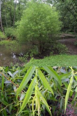 Black Willow Tree (Salix Nigra) - 3 Pack Of 1.5 Quart Pots 12 Black Willow Tree (Salix Nigra) - 3 Pack Of 1.5 Quart Pots -Botanica Tree Store salix nigra black willow tree 7